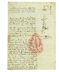 Codex on the Flight of Birds, Folio 15 Verso